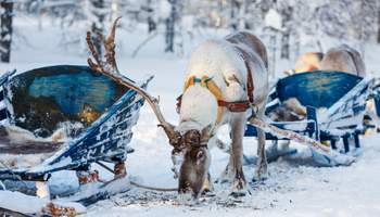 RUKA: SAFARI DE ANIMALES ÁRTICOS: HUSKIES Y RENOS