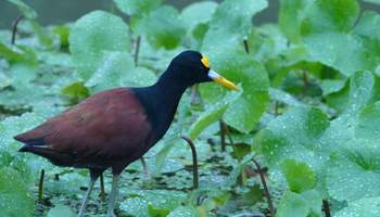 PN TORTUGUERO
