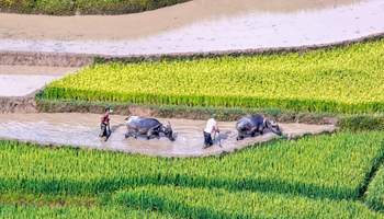 MU CANG CHAI / LIM MONG / HANOI ( TREKKING 1 H APROX)