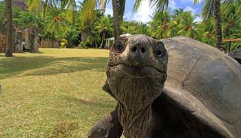 ISLA DE ST. ANNE / CURIEUSE