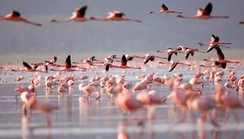 P. N. ABERDARE / P. N. LAGO NAKURU O LAGO NAIVASHA