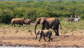 JOHANNESBURGO / RESERVA MADIKWE