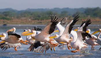 PARQUE NACIONAL DE ABERDARE / LAGO NAKURU