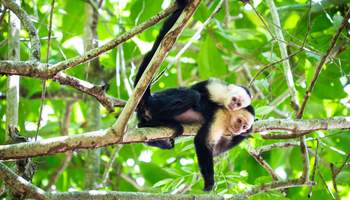 PARQUE NACIONAL TORTUGUERO