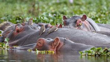 LAGO NAIVASHA / MASAI MARA