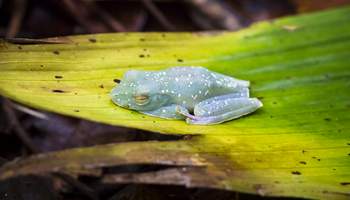 PN TORTUGUERO / CARIBE SUR