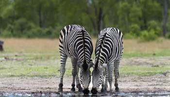 CATARATAS VICTORIA / P N HWANGE