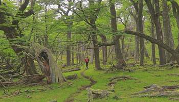 EL CHALTÉN / EL CALAFATE