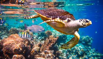 ISLAS MALDIVAS