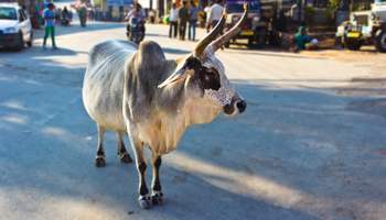 ALSISAR / DELHI