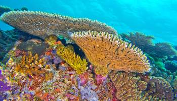 CRUCERO MALDIVES LEGEND ODISSEY (MIYARU KANDU / VILAMENDHOO THILA / FIVE ROCKS)