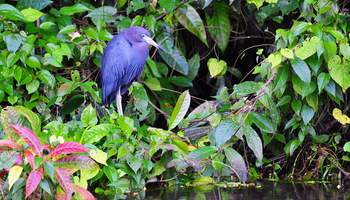 SAN JOSÉ/P N TORTUGUERO