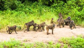 P. N. TARANGIRE / P. N. MANYARA / KARATU