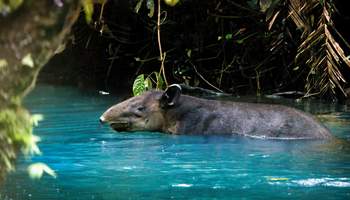 RIO CELESTE