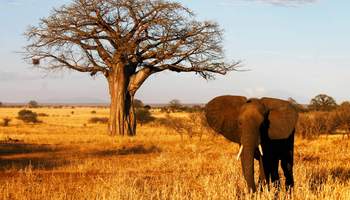 ARUSHA / P. N. TARANGIRE