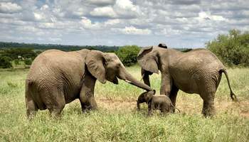 KILIMANJARO / ARUSHA / P. N. TARANGIRE