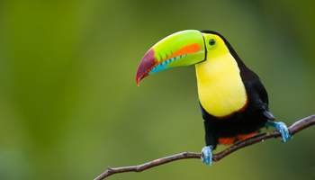 P N TORTUGUERO