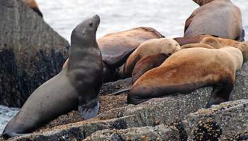 HOMER / SEWARD (272KM)