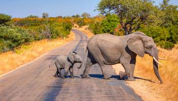 SUN CITY / PARQUE NACIONAL DE PILANESBERG / SUN CITY