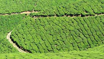 CRUCERO “ABN CHARAIDEW II / SUKAPHA” (PARQUE NACIONAL KAZIRANGA / BISWANATH)