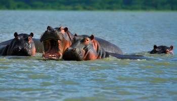NAIROBI / LAGO NAIVASHA