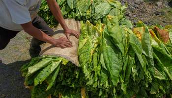 LA HABANA / VUELTA ABAJO / LA HABANA
