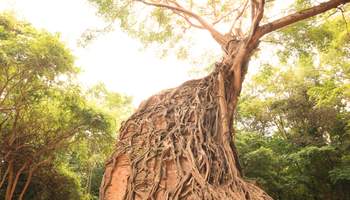 SIEM REAP / KAMPONG THOM