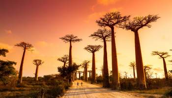 MORONDAVA / RESERVA KIRINDY FOREST / AVENIDA DE LOS BAOBABS / MORANDAVA