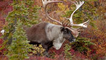 DENALI / ANCHORAGE (379 km)