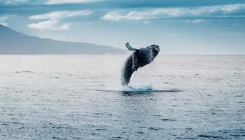 ÁREA DE AKUREYRI / AVISTAMIENTO DE BALLENAS / GLAUNMÆR / BORGARNES
