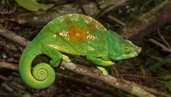 RESERVA ANDRAFIAMENA