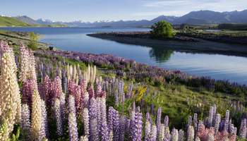 ROTOTURA / CHRISTCHURCH / LAKE TEKAPO