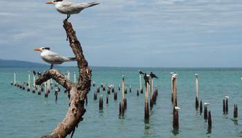 P N TORTUGUERO/CARIBE SUR