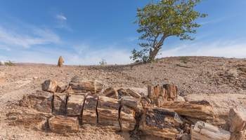 PARQUE NACIONAL DE ETOSHA/TWYFELFONTEIN