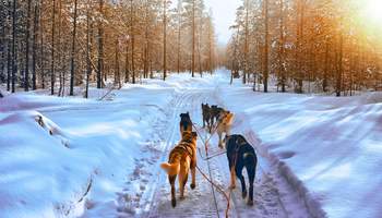 INARI: SAFARI EN TRINEO DE PERROS HUSKIES Y RAQUETAS DE NIEVE