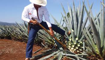 GUADALAJARA (TEQUILA Y TLAQUEPAQUE)