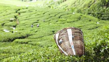 KUALA LUMPUR / CAMERON HIGHLANDS