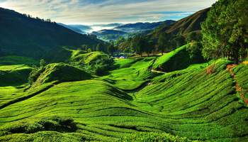 KUALA LUMPUR / CUEVAS BATU / CAMERON HIGLANDS