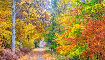 CARRBRIDGE / TIERRAS ALTAS / CARRBRIDGE