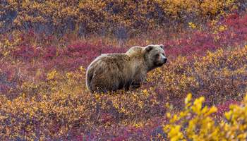 FAIRBANKS/DENALI (586 KM)