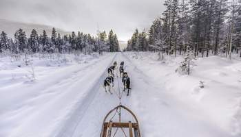 PYHÄ: SAFARI DE HUSKIES