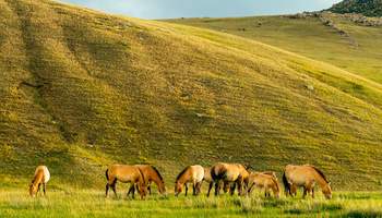 PARQUE NACIONAL KHUSTAI / PARQUE NACIONAL TERELJ