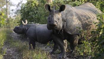 PARQUE NACIONAL DE CHITWAN
