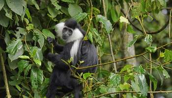 PARQUE NACIONAL NYUNGWE FOREST