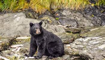 ÁREA WASILLA/ VALDEZ (432 km)