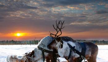 RUKA: SAFARI DE ANIMALES ÁRTICOS: HUSKIES Y RENOS