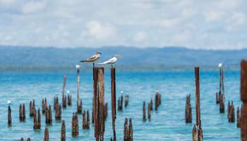 SAN JOSÉ / CARIBE SUR
