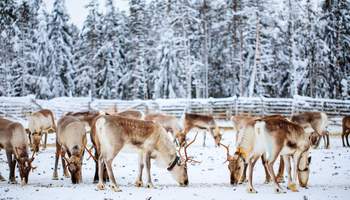 SAARISELKÄ O PYHÄ / ROVANIEMI