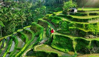 CHIANG MAI / BALI / UBUD