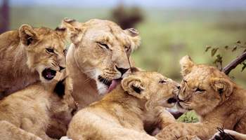 P. N. SERENGETI